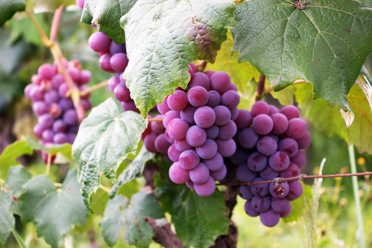 “Savanyú a szőlő”